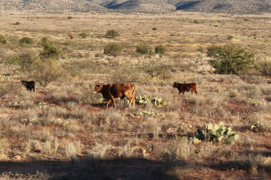 A Day on the Ranch: The Value of Steady, Hands-On Care