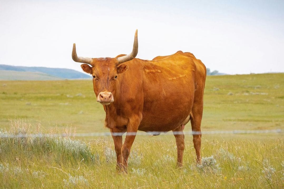 Green Valley Cattle 14