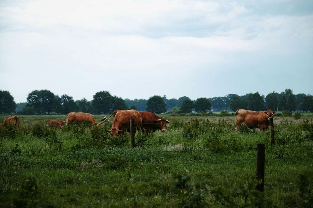 Green Valley Cattle 15