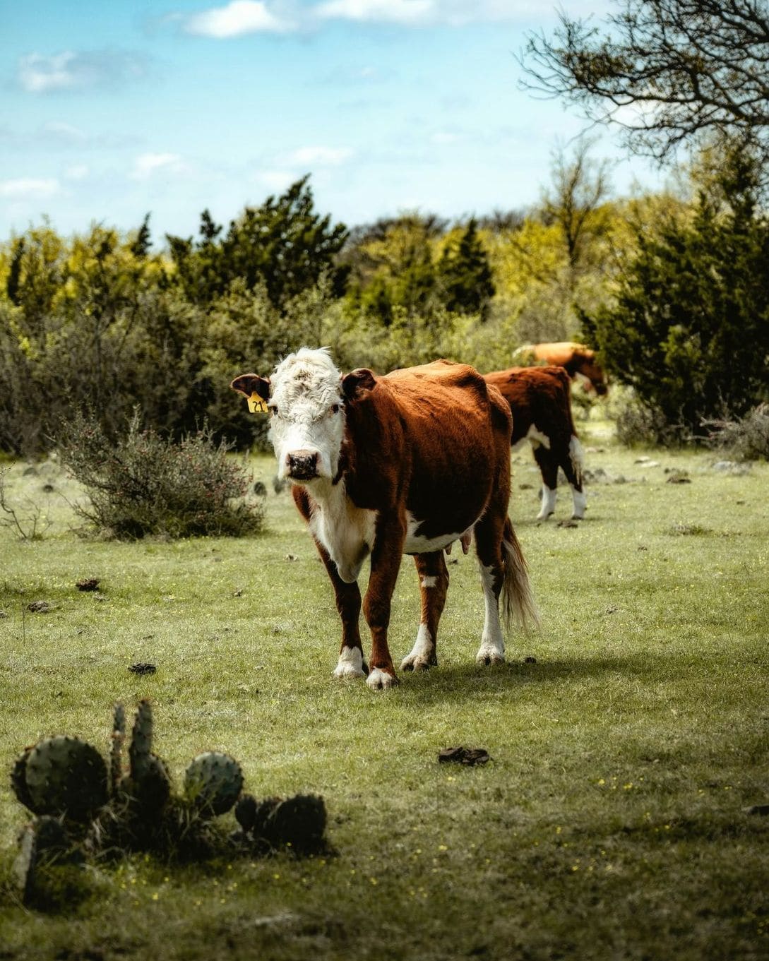 Green Valley Cattle 5