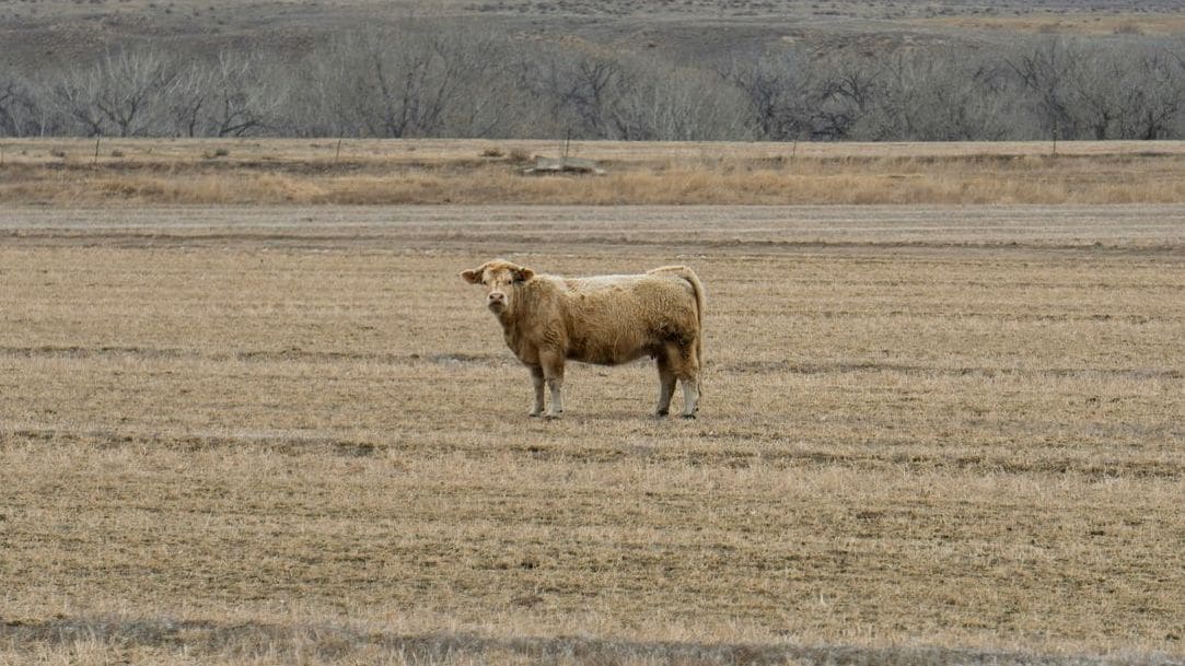 Green Valley Cattle 8