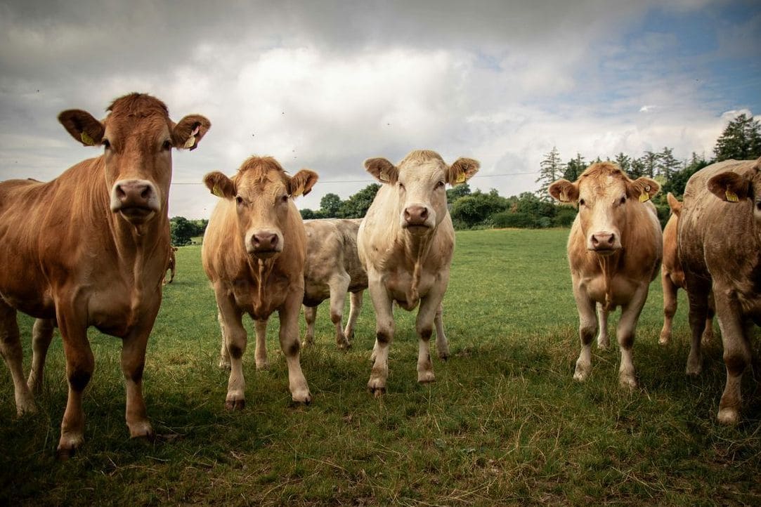 Livestock transport coordination